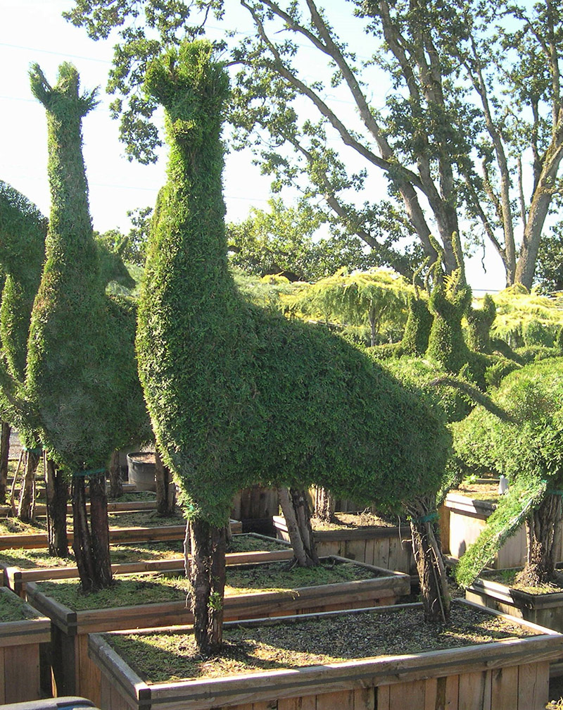 Live Thuja Boxed 4 Giraffe Topiary
